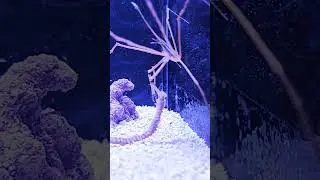 arrow crab at its finest