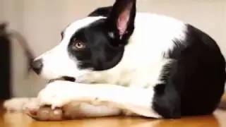Chess and the BarkBone Chicken
