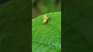 Little Bug getting his groove on #dance #bug #mothernature #nature #insect #DreamTrackAI