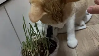 고양이 캣그라스 asmr