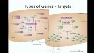 Use of Pharmacogenetics in Clinical Medicine - Tristan Sissung
