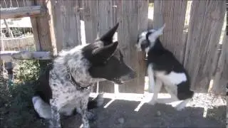 BABY GOAT plays with dog