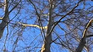poem_vid