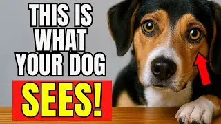 How Dogs See Humans &ndash; Jaw-Dropping Secrets Every Pet Parent Must Know