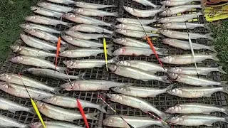 PEJERREY 2025 ¡Mira cuántos peces atrapamos en un solo día!