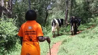 Gender Transformative Initiatives