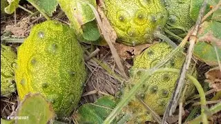 Эпизод 663 Кивано Фрукт
