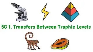 5C 1. Transfers Between Trophic Levels | Edexcel IAL Biology | Unit 4