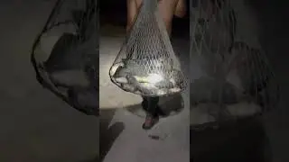 There were so many fish that it took many people to lift them #rural #fish #shorts  #shortvideo