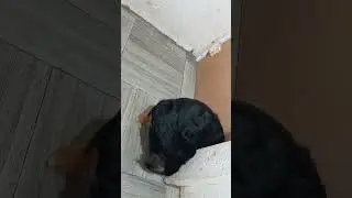 aseus le gusta jugar con su cola