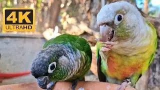 4K videos : I enjoy watching the parrots eat every day. It's relaxing for me, parrot sound.