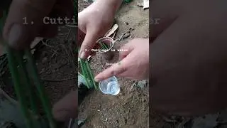Propagate horsetail plant in 3 easy ways