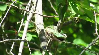 Humming Bird Worlds Smallest Bird at Letchworth State Park 14 August 2022
