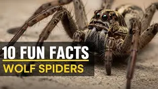 10 интересных фактов о пауках-волках 🕷️