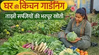 आज की पूरी Harvest 🌿 | Organic Kitchen Garden नींबू, टमाटर, मूली, गाजर, साग | Desi Gardeningघर के 