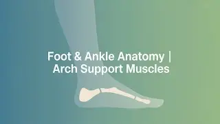 Anatomy of the Foot & Ankle — Part 7 | Key Muscles for Arch Support & Class Cues