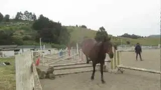 Free Jumping Horses: Max