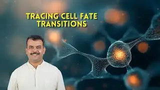 Following Embryos in the Laboratory of Stem Cell Fate & Self-organisation