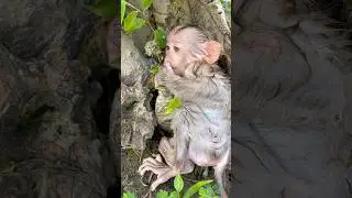 baby monkey Susu is thinking about something🧐