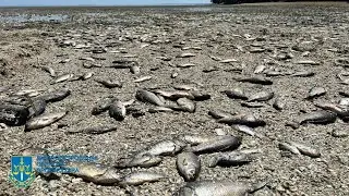 Mass Death of Fish Caused by Dam Destruction in Ukraine, Officials Say