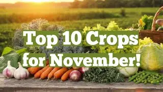 10 простых культур для выращивания в ноябре для максимального урожая и прибыли