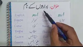 Birds Names│ Birds Name in English│ Birds Name in Urdu │#studysphere│پرندوں کےنام