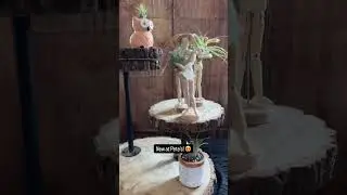 These Mini Gardeners Hold Air Plants & Steal Hearts 🌿🪴💚