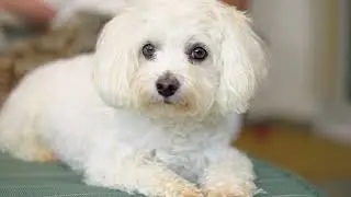Havanese vs Maltese: Size, Personality, and Appearance