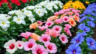 Wholesale plant Market Hibiscus flower || Cheapest Plant market in India