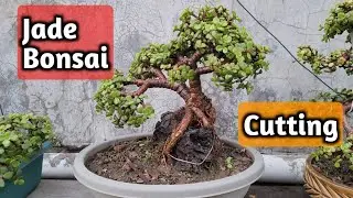 How to Make Jade Bonsai | By Cutting | Green Spoon Garden