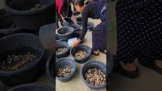 Exclusive Offer: Explore the Diverse Hermit Crabs for Sale #thevetpreneurvoice #hermitcrabs #hermits