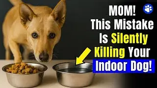 If You&rsquo;re an Indoor Dog Owner, THESE Mistakes Could Be Deadly