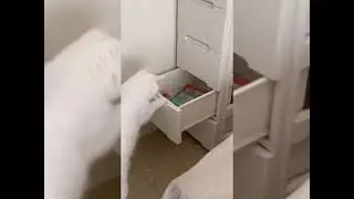 Baby Cats - Cute and Funny Cat Videos Compilation I THE ANIMAL BUZZ