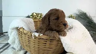 Candy - Mini Goldendoodle - Family Bred Puppies
