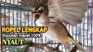 trucukan GACOR EMOSI ROPEL RAPAT buat pancingan trucuk agar cepat bunyi JADIKAN burung NYAUT giras 