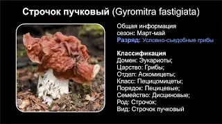 Строчок пучковый (Gyromitra fastigiata)