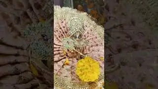 krishna bhajan status new#krishnanew status video#radhakrishnastatus ##krishna best status#ladugopal