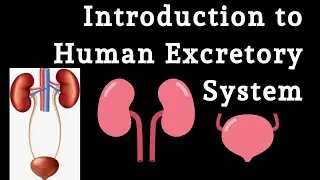 Introduction to human Excretory system..