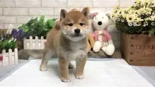 Red Shiba Inu - Mitzi