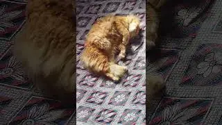 Bobby ka blogging#cats#louvers 🐈