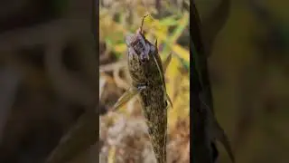 Goby fishing #invasivespecies #kill #save #nature #canada #ontario #kaattuscene