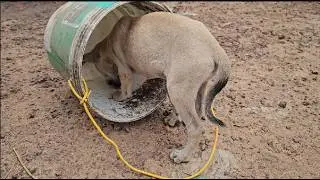 Video dog 4K, Pig video 4K, Goose video 4K, Frog video 4K, Goat video 4K