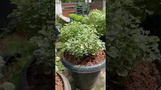 Plant care | aralia plant | veriegated aralia | #plantcare
