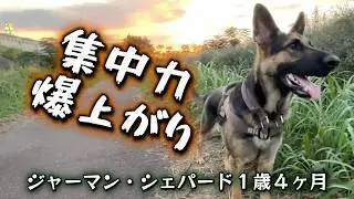 やる気と集中力を上げる方法を発見‼️ 　ジャーマン・シェパードのレイ