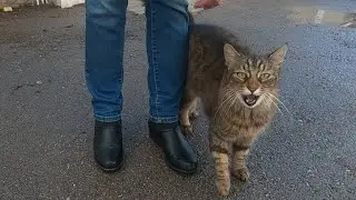Болтливый кот очень громко мяукает
