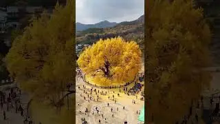 Watch the living canvas of history with every golden leaf of Bangyeri Ginkgo Tree 🌿🍂