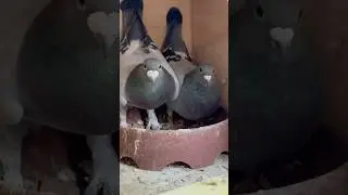 Frank McLaughlin freak blood #pigeon #pigeonracing