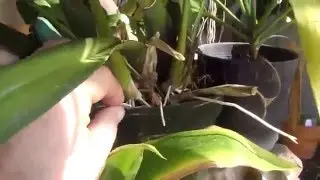 Alcra. Pacific Nova 