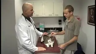 Gastrointestinal Diseases in Cats - Diarrhoea Associated with Diet Changes - Treatment