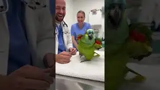 🦜 &ldquo;Call My Lawyer! I Know My Rights!&rdquo; 😂 | Parrot Loses It at the Vet | Shock Lens